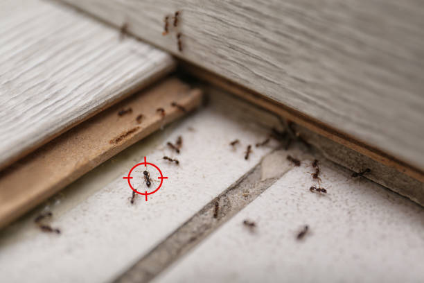 Best Pest Removal Services  in Hot Springs, AR