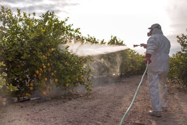 Best Insect Control  in Hot Springs, AR