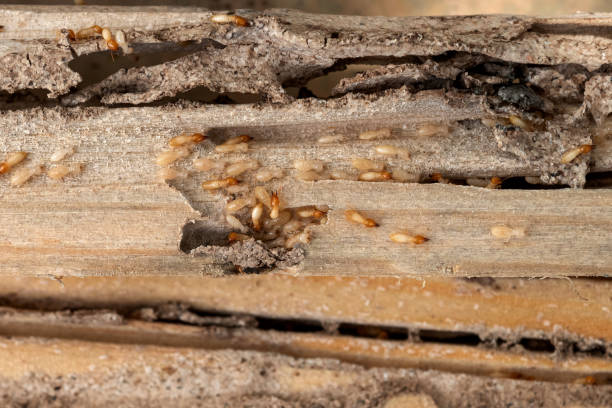 Pest Control Cost in Hot Springs, AR