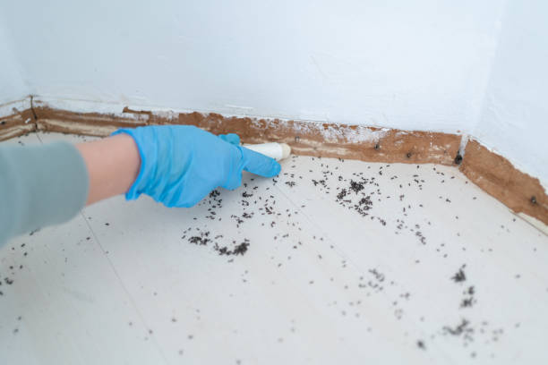 Best Pest Removal Services  in Hot Springs, AR